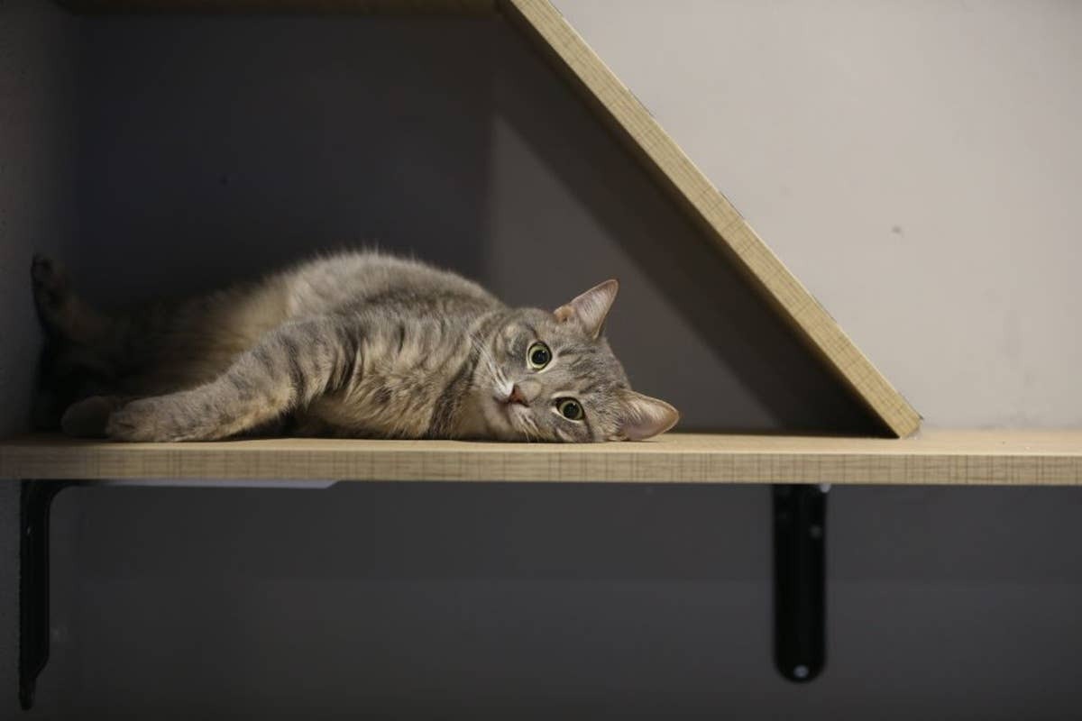  By respecting your cat's boundries, you're saying "I love you.".