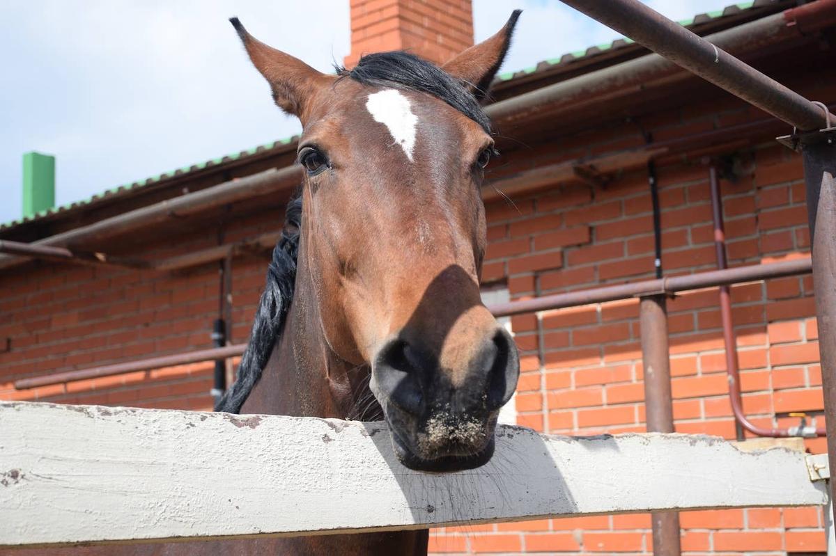  A horse looking grumpy.