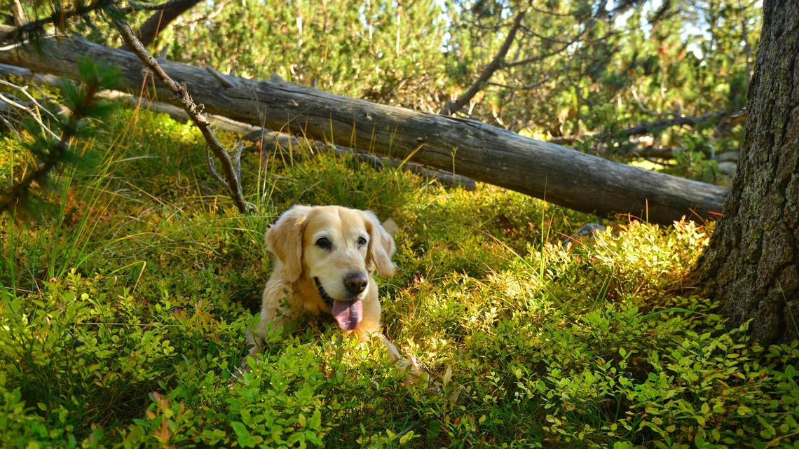 Golden Retriever's Blueberry Heist Is Too Cute To Be Upset About 