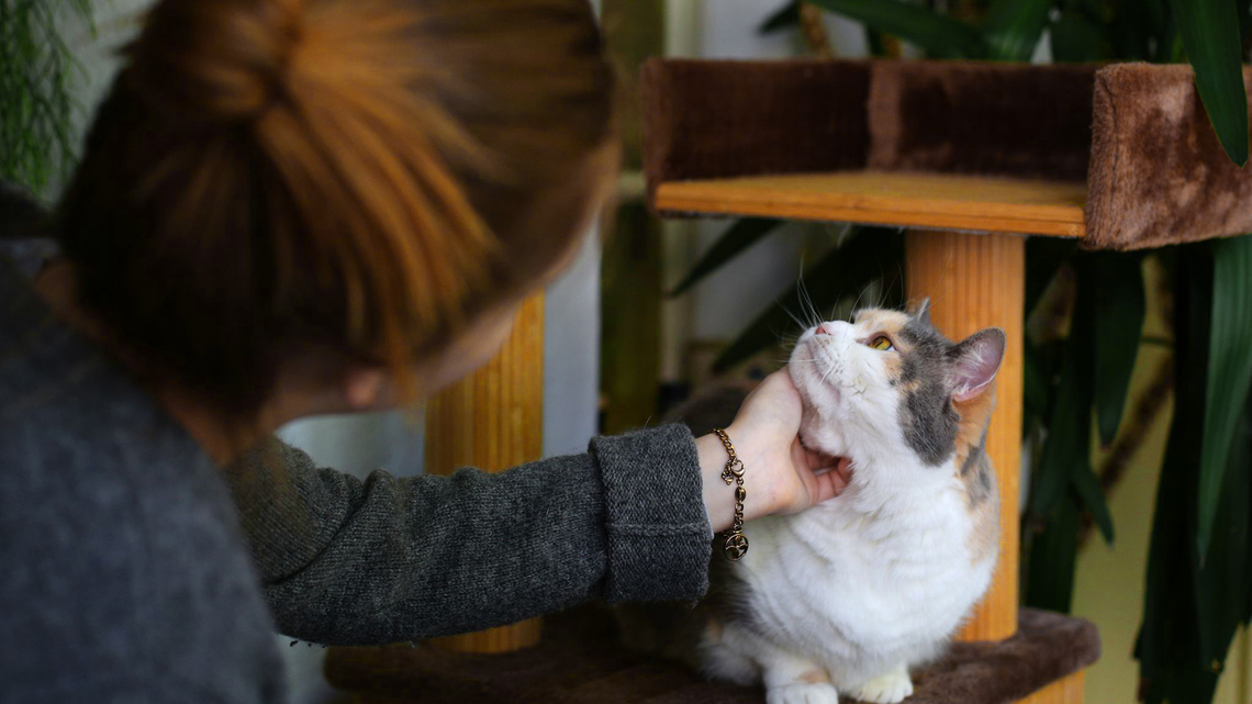 Online ‘misinformation' could put pets at risk, warns vet charity
