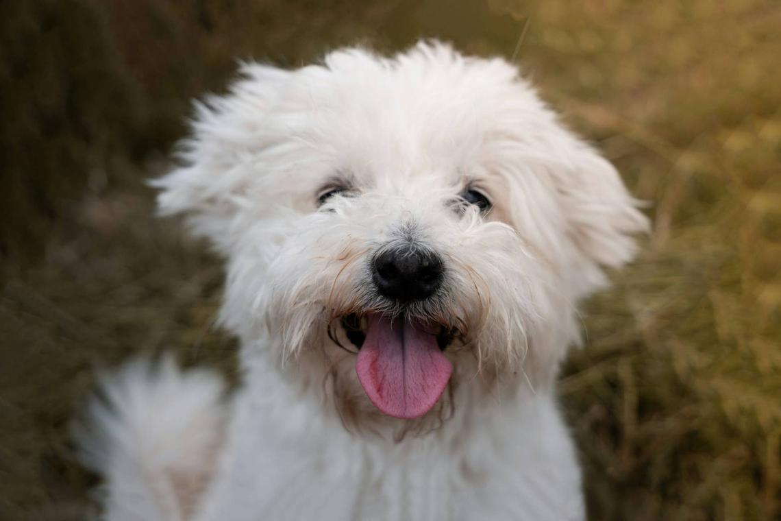 Close-up of Bichon Frise Image via Unsplash/Benoît Deschasaux.