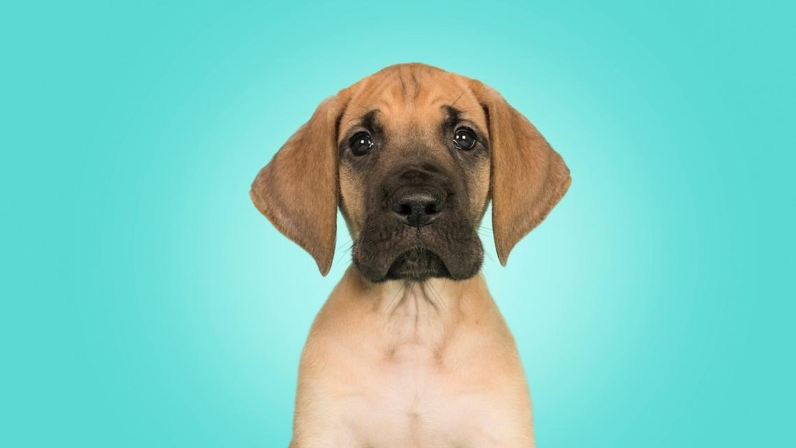 Great Dane Puppy Stomps Around on Giant Feet He Hasn't Grown Into Yet 