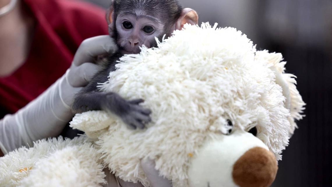 Baby Monkey Befriends Plushie, Just Like Viral Punch the Monkey 