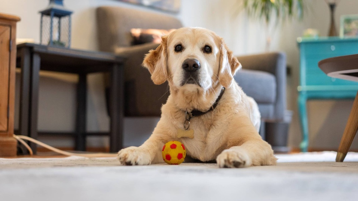Golden Retriever Is Furious That Mom Will Not Play Fetch at 6 AM, So He Takes Matters Into His Own Paws 