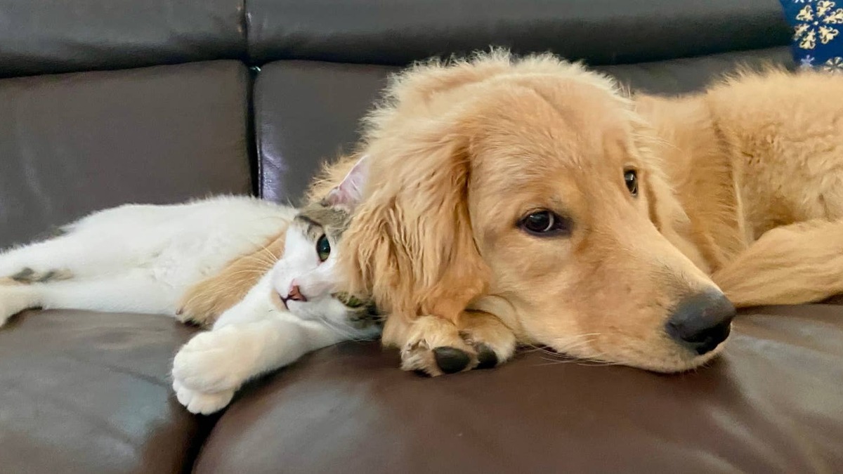 Golden Retriever puppy and cat lying side-by-side. 