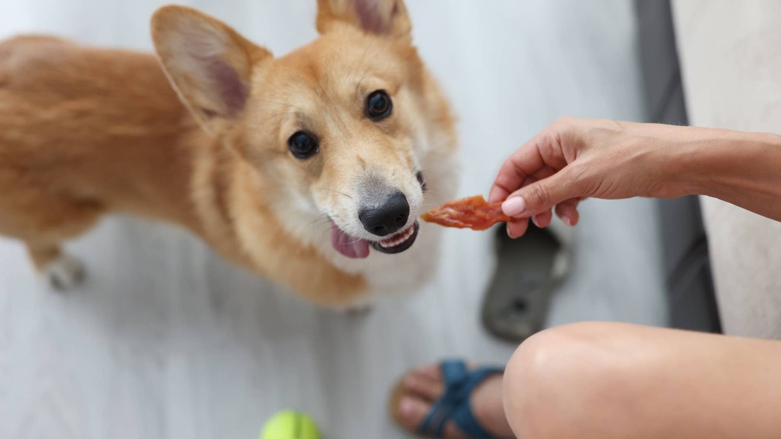 Corgi's Funny 'Treat' Position Could Be the Hottest Yoga Trend