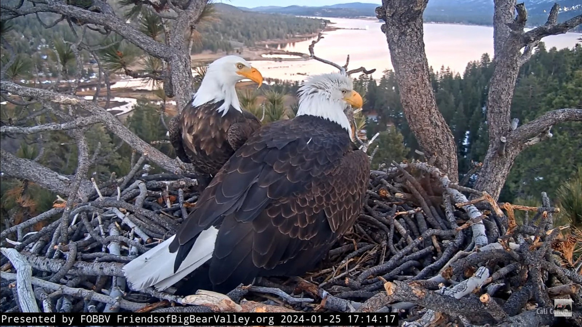 A nation of bald eagle fans pulls for Jackie's comeback