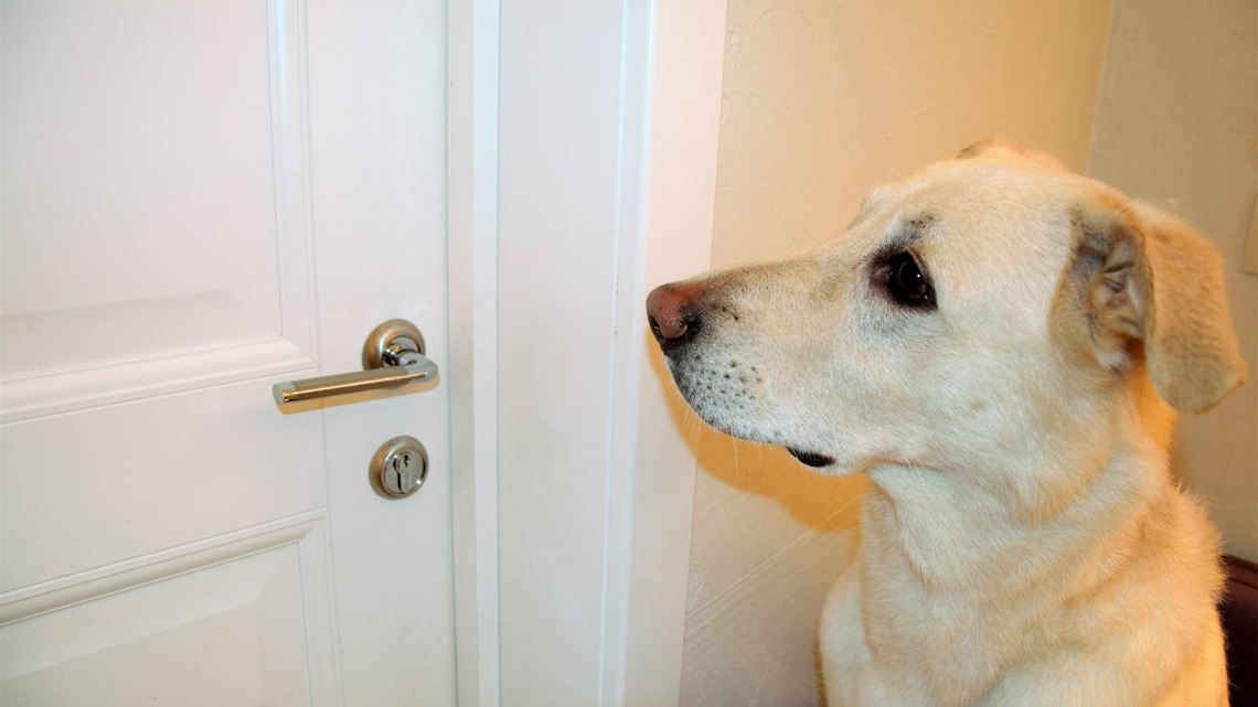 Why Does My Dog Follow Me to the Bathroom? 4 Reasons Behind the Behavior 