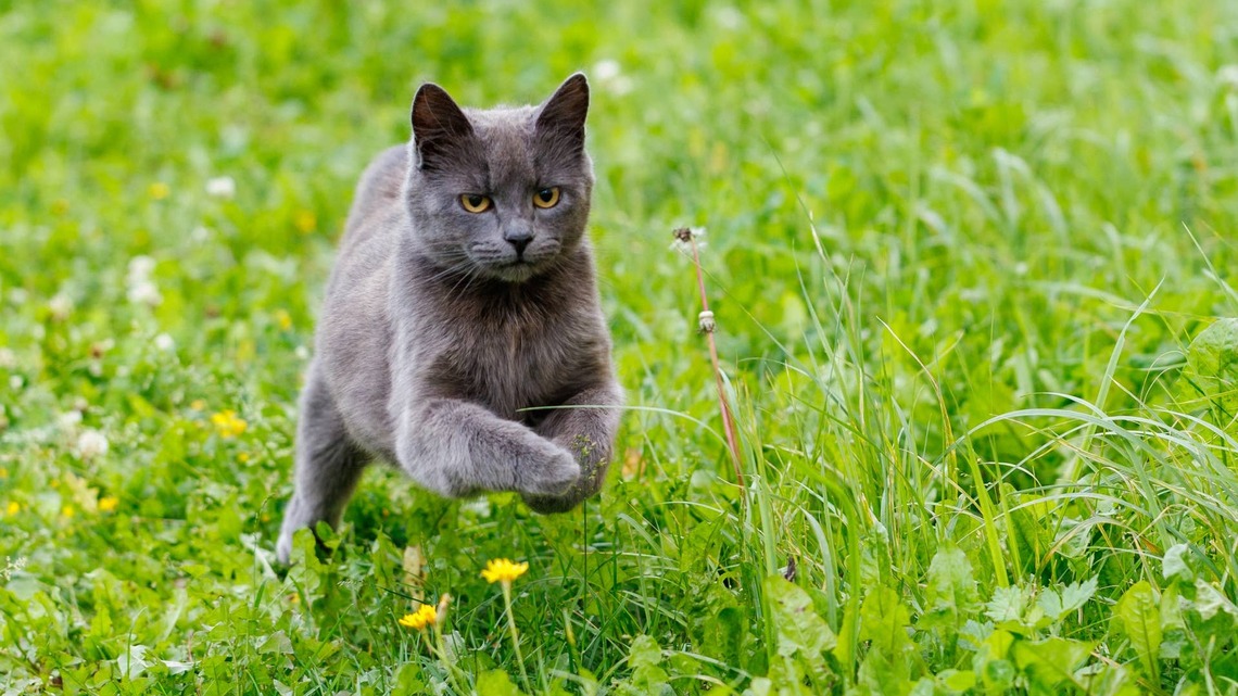 Free-Spirited Stray Cat Chases Butterflies and Accidentally Finds Her New Mom 