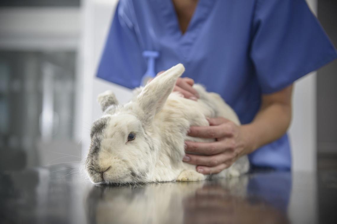  A giant bunny getting a checkup at the vet. 