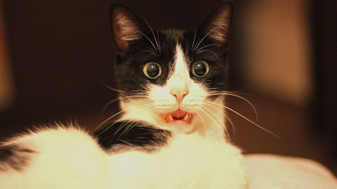 These Pet Parents Said All the Trigger Words at Once, and This Orange Cat Is Not Having It 