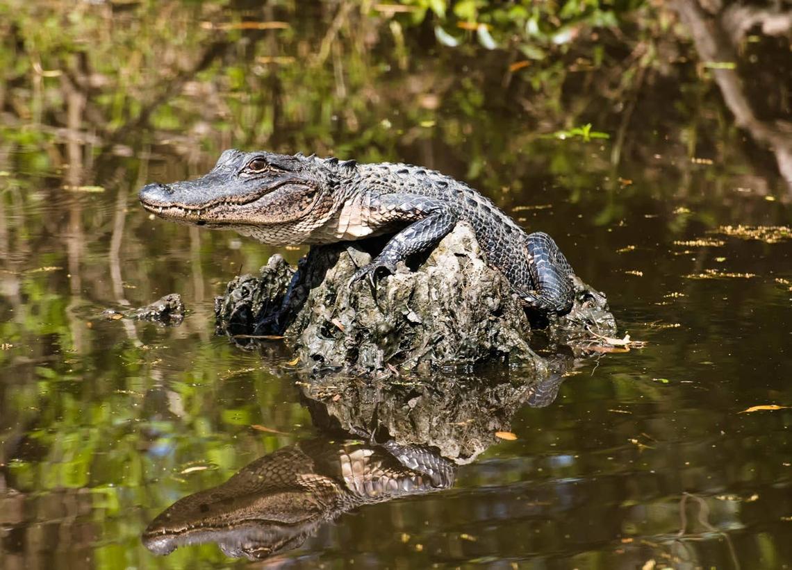  An alligator sunbathing. 
