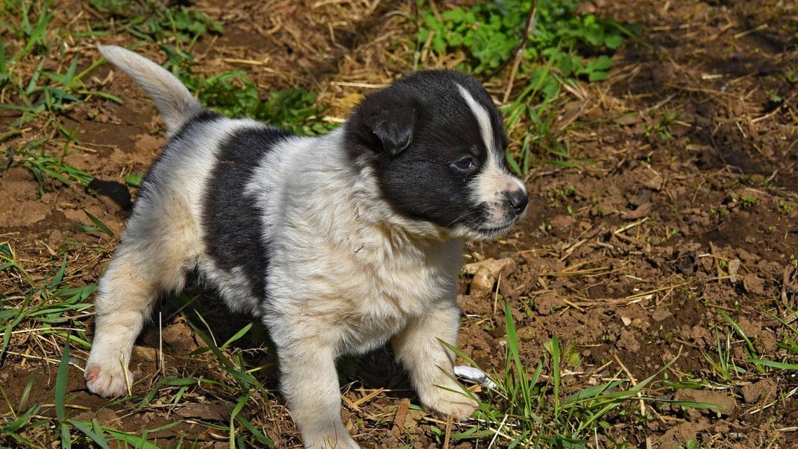 Tiny Foster Puppy Air Swims and Wags Her Tail Like Crazy Every Time Her Foster Mom Kisses Her Face 