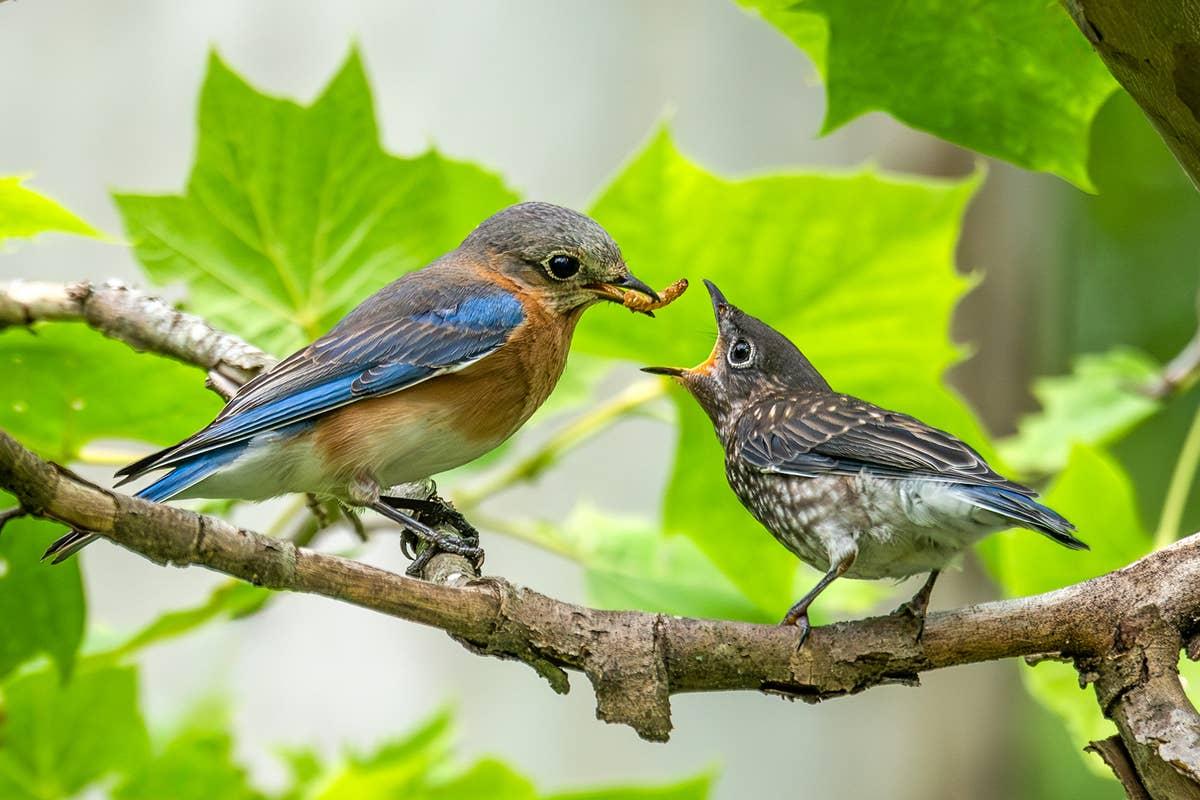  Limiting pesticides helps maintain the insect population that bluebirds rely on for food.