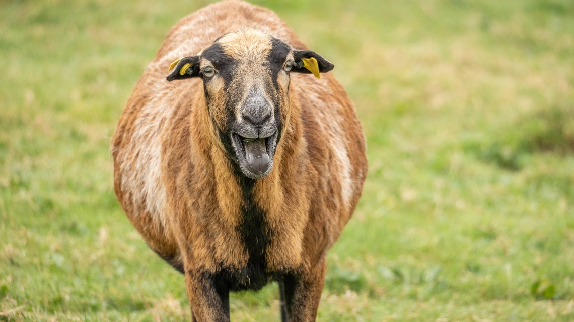 Goat Dramatically Acts Like He's Losing an Ear While Having His Tag Removed