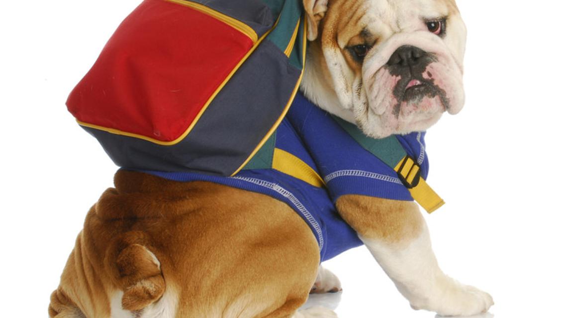 Dogs Wearing Little Backpacks on the Bus Is the Content We're Here For 