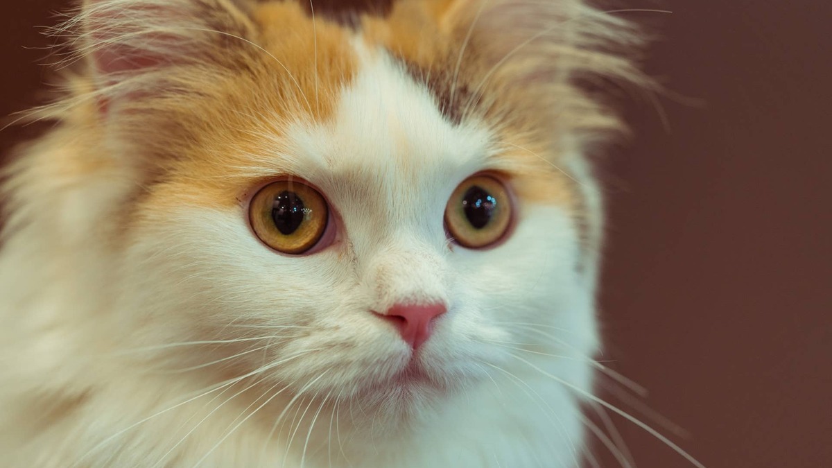 'Fair-Weather' Cat Is So Displeased After Getting Caught in the Rain