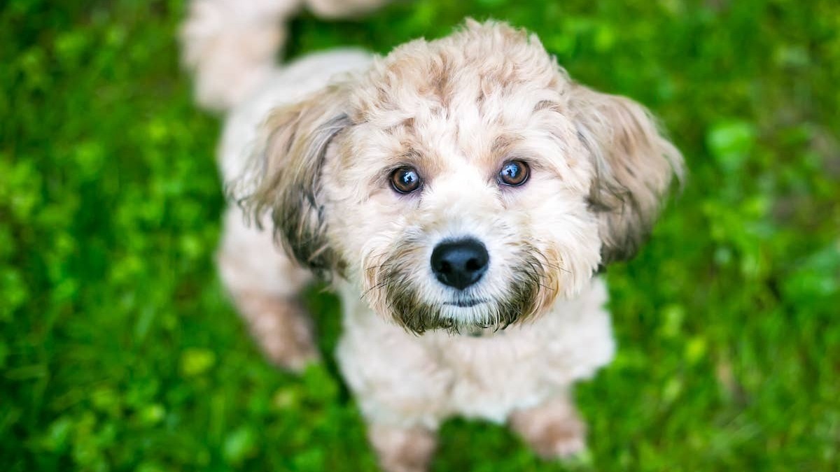 Scruffy puppy sitting in grass. 