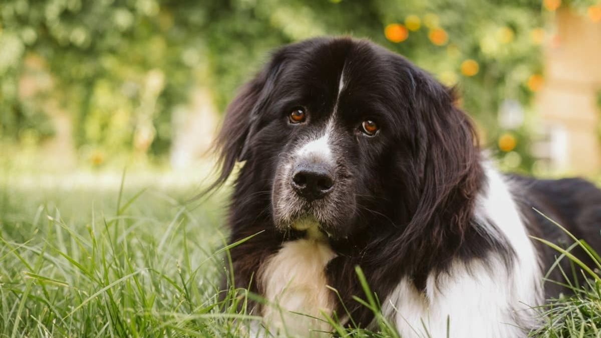 Black and white Newfoundland dog lying in green grass. 