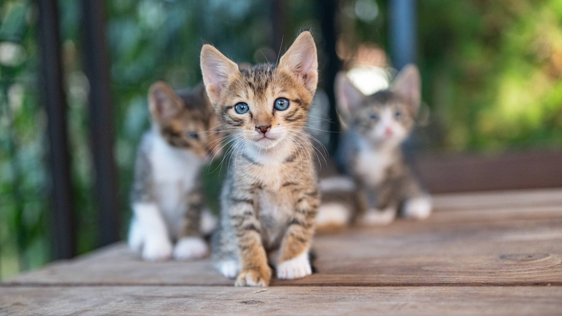 3 Shy Kittens Need Just 2 Weeks in a Home to Learn That People Aren't So Scary 