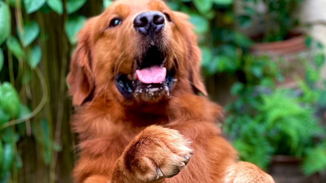 Golden Retriever Shows off How Many Things He Can Carry at Once 
