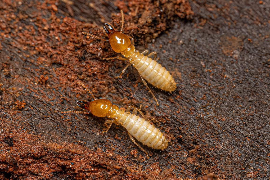 Stock image of termites. GETTY IMAGES