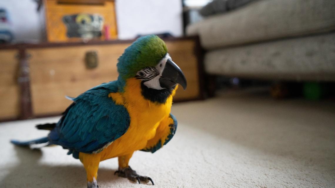 Macaw Telling Mom He Hurts and Is 'Going To Cry' Is Breaking Hearts 