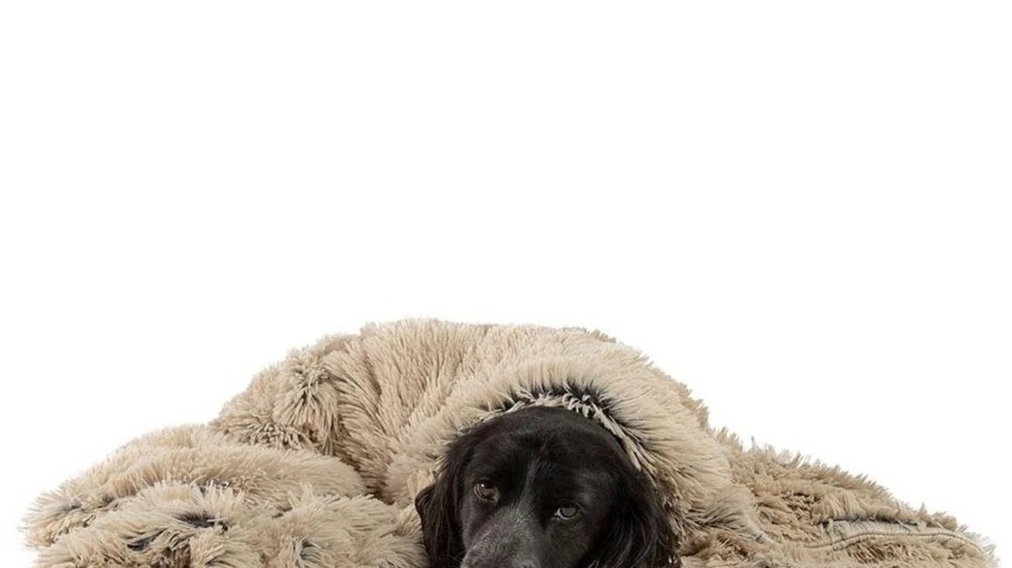 This $30 Calming Blanket Works Double Duty as a Pet Throw and Furniture Protector 