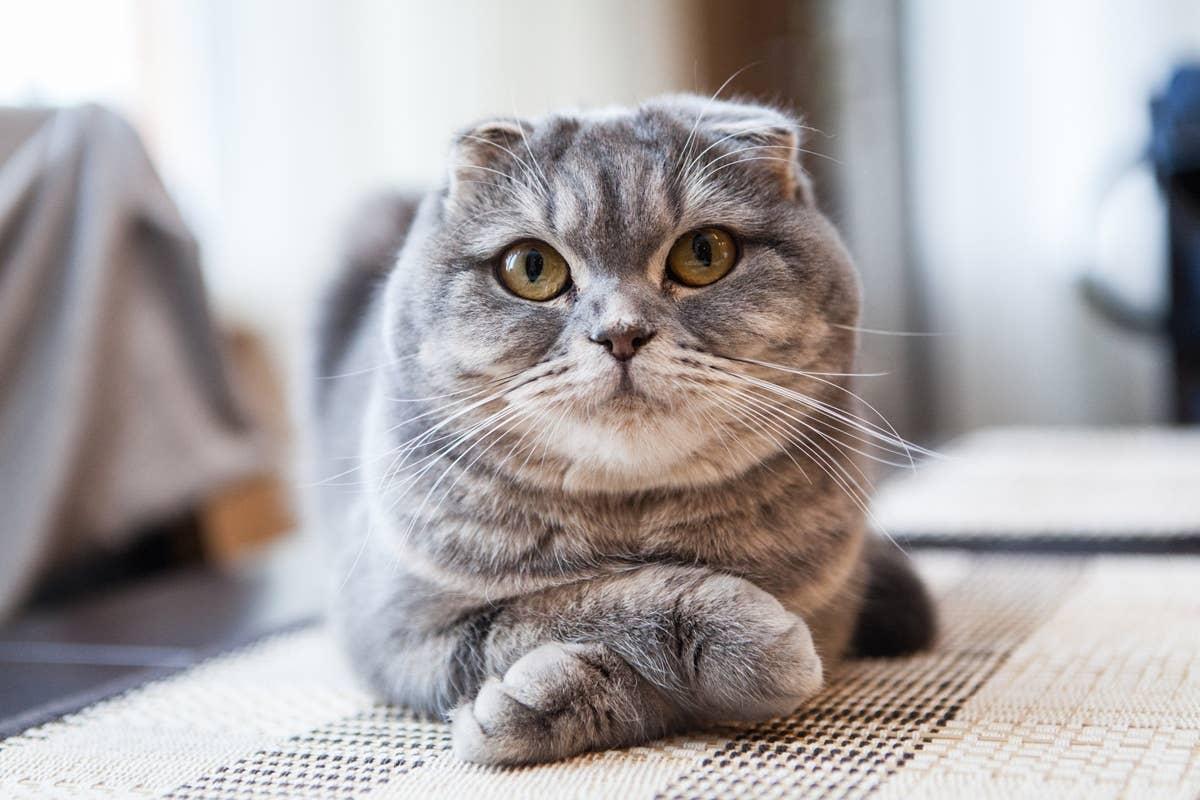  These affectionate cats thrive on close companionship.