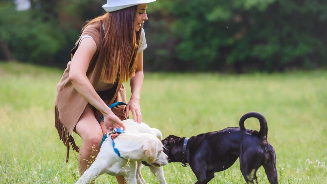 Here’s what to look out for if your pup accidentally gets a hold of your marijuana gummies.