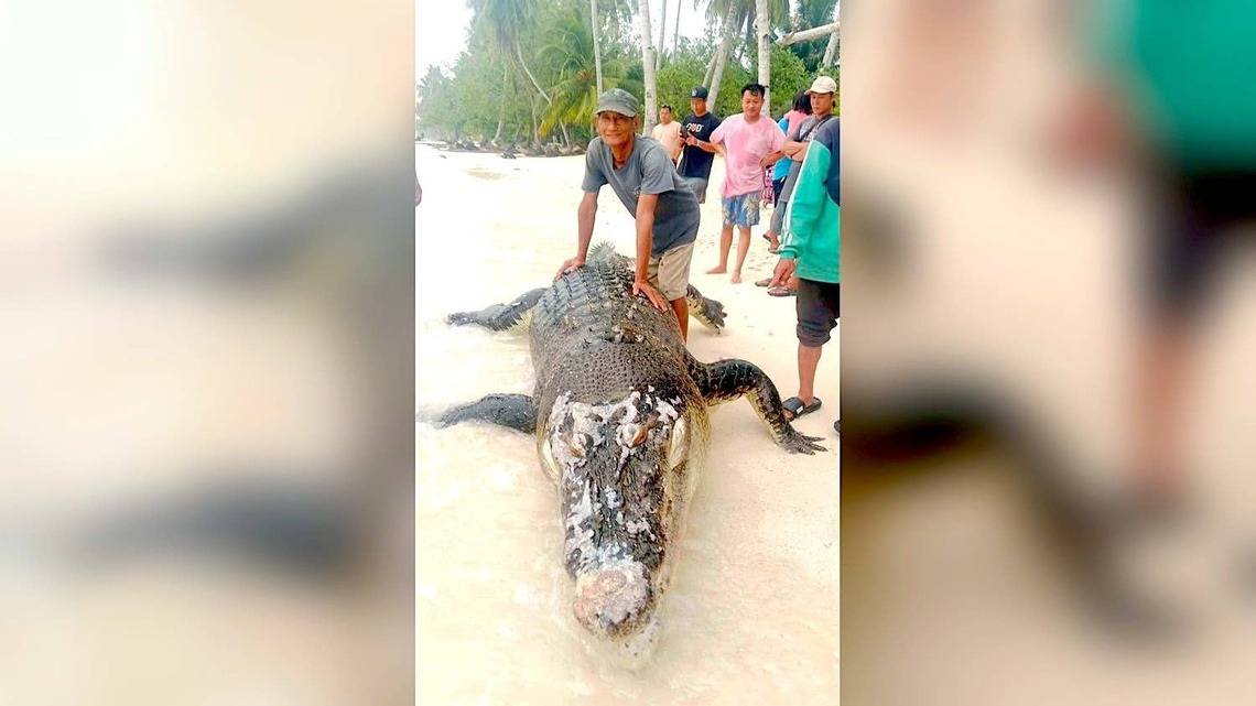 Massive 16-Foot Crocodile Killed After Stalking Surfers at World-Famous Wave 