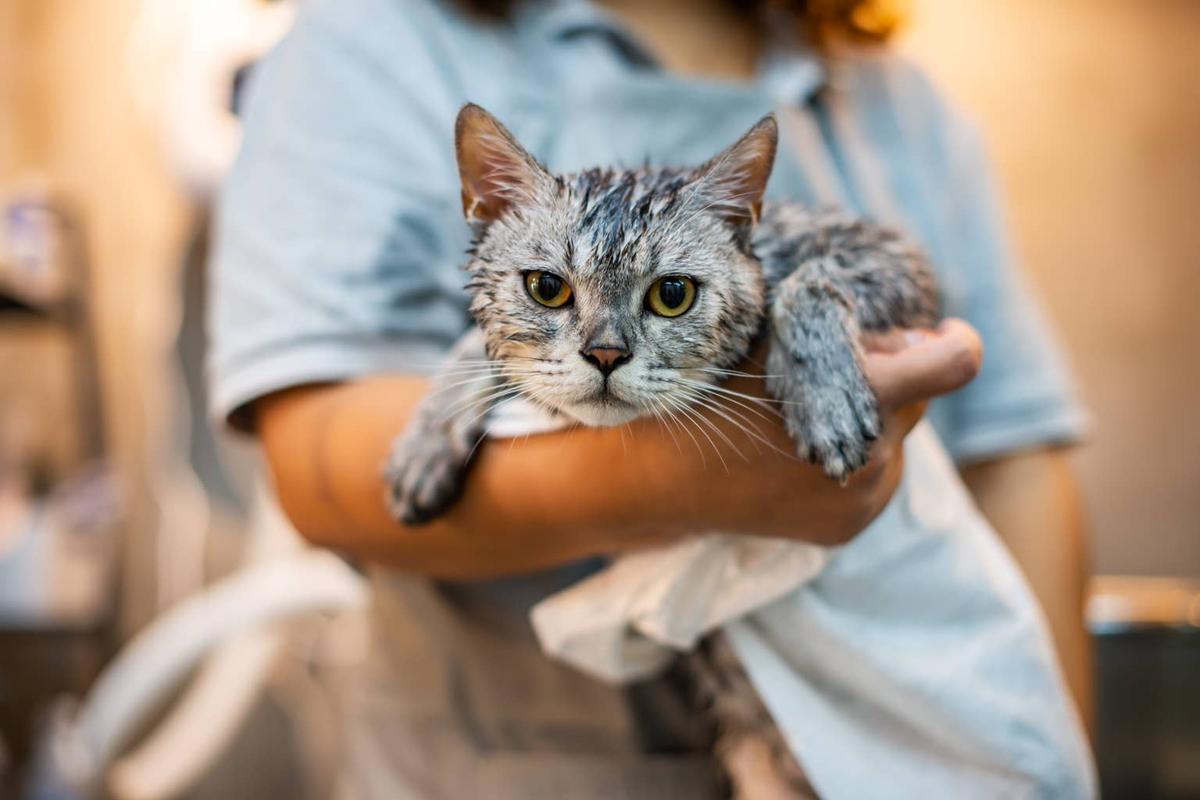  Daily care center for pet cats.