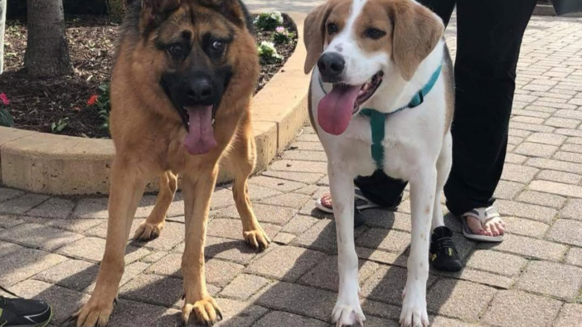 Jimothy isn't alone. Meet these pets with short spine syndrome