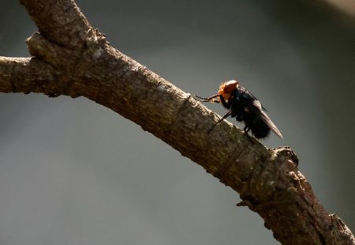 A screwworm fly stands on a branch of a plant at a bio-factory in Metapa de Dominguez, Mexico, October 17, 2025. REUTERS/Daniel Becerril