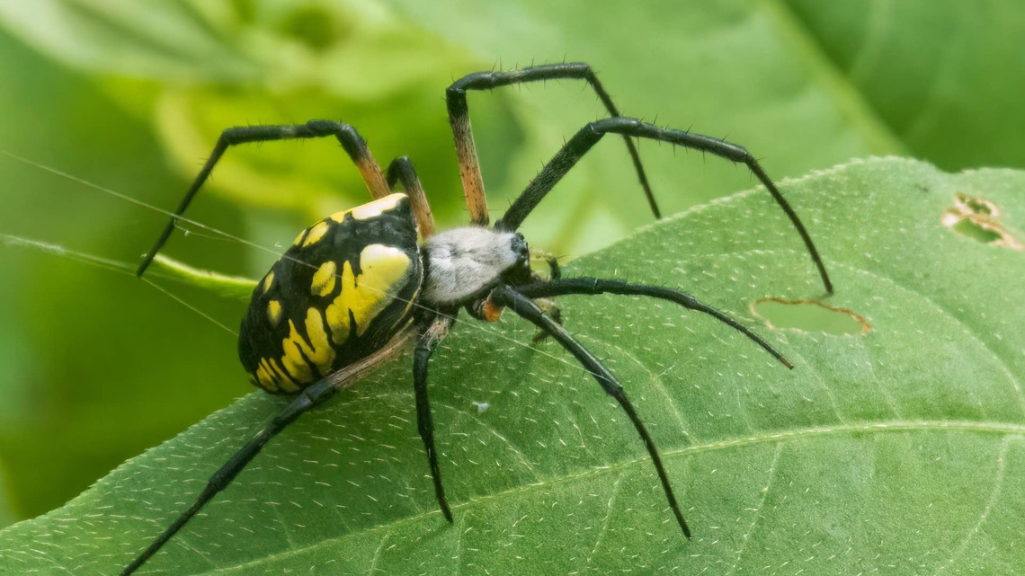 Big Yellow Garden Spiders-Are They Dangerous? 