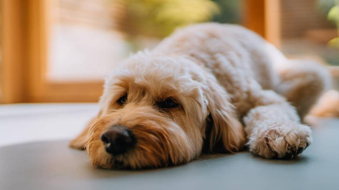 Dog & Cat Depression May Be More Common Than Pet Parents Realize, According to New Survey 