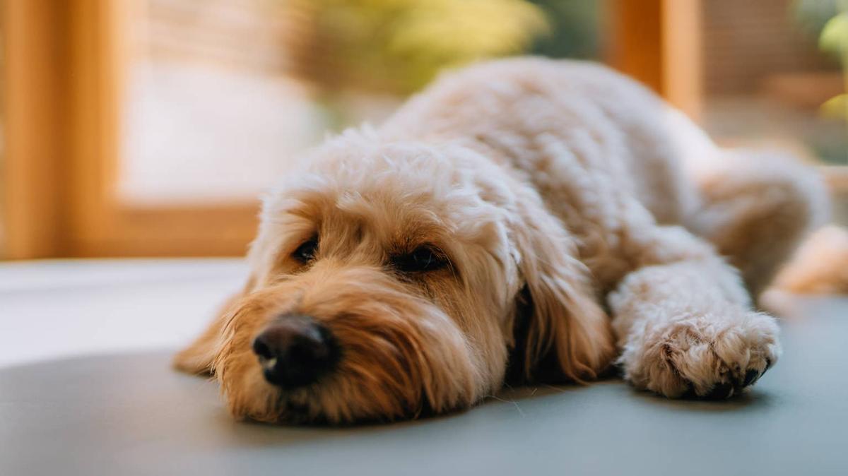 Goldendoodle lying down. 
