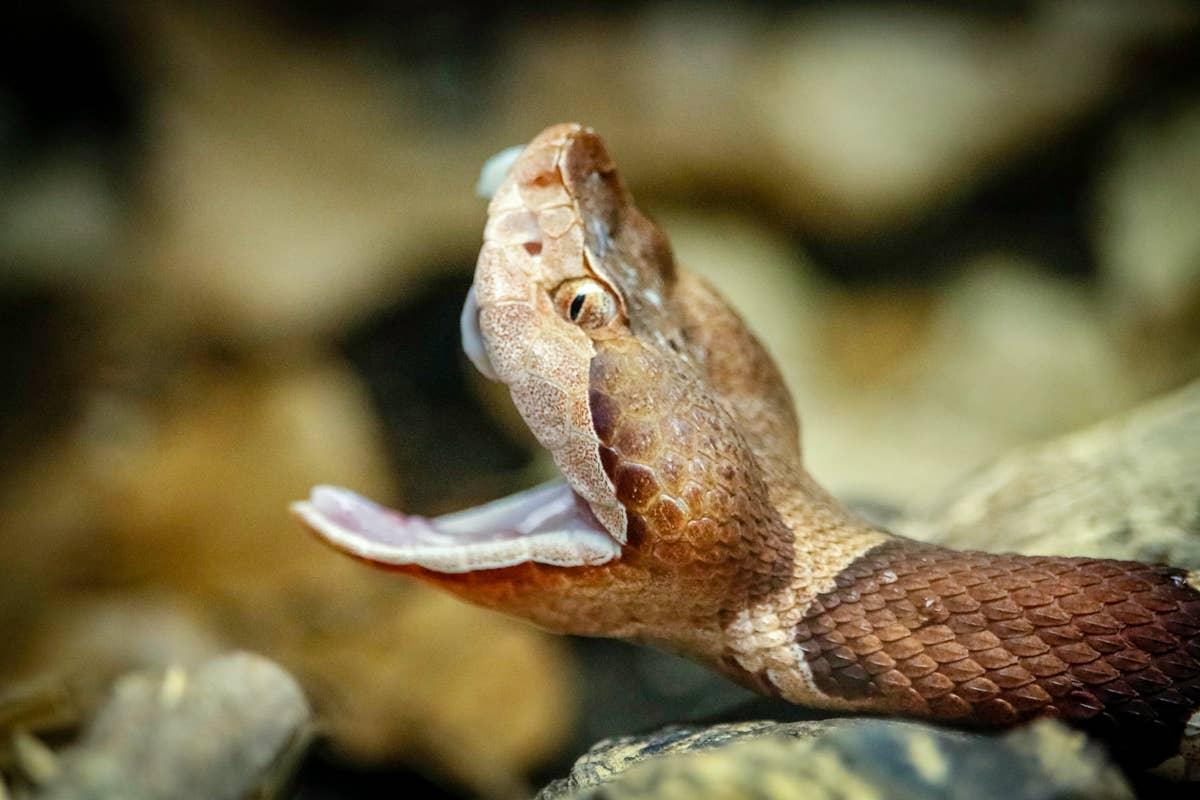  A venomous copperhead spotted near hiking trail in Georgia.