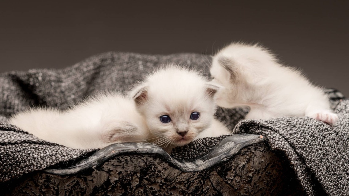 Cat Who Lost Her Only Kitten Steps In to Help Her Ragdoll Bestie Raise Three Tiny Newborns 