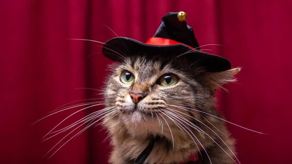 Tabby Cat Dons the Cutest Top Hat for Precious Photo Shoot