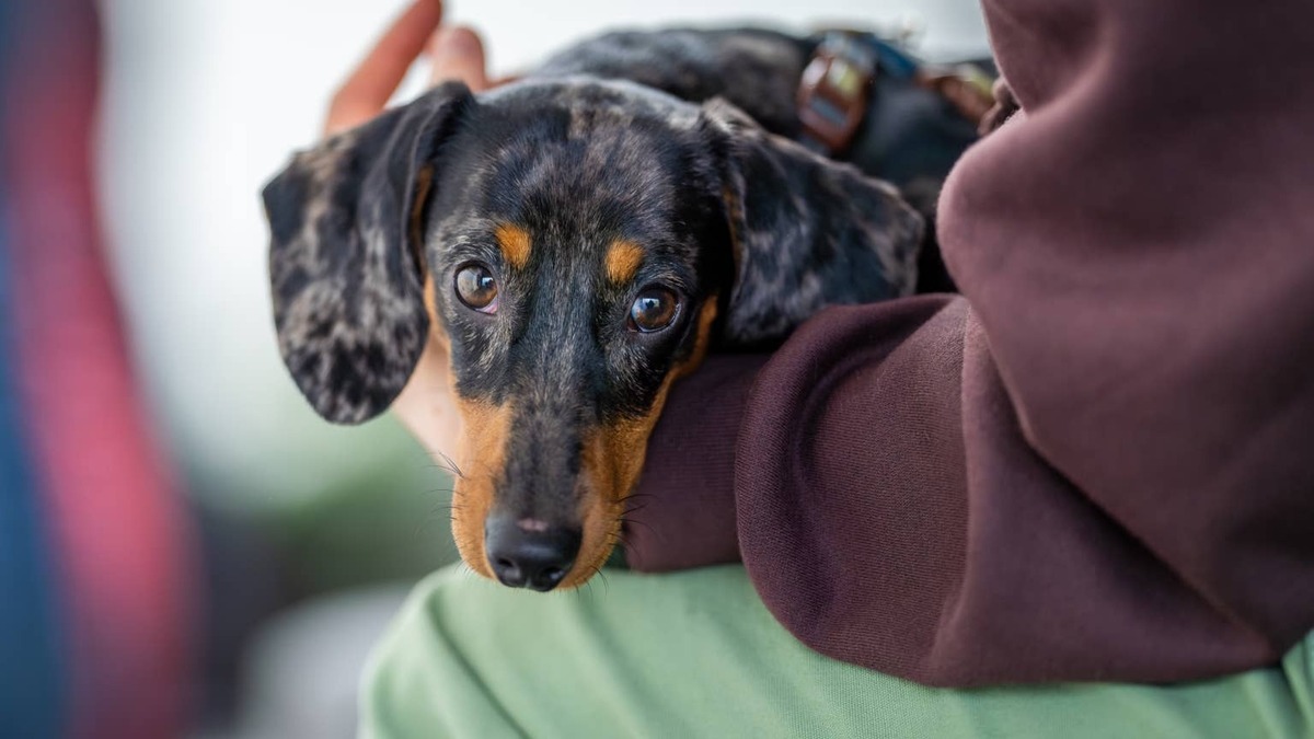 A black and tan miniature dachshund with brindle markings lying with its human. 