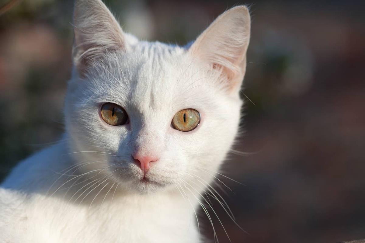  A close up of a Russian white. 