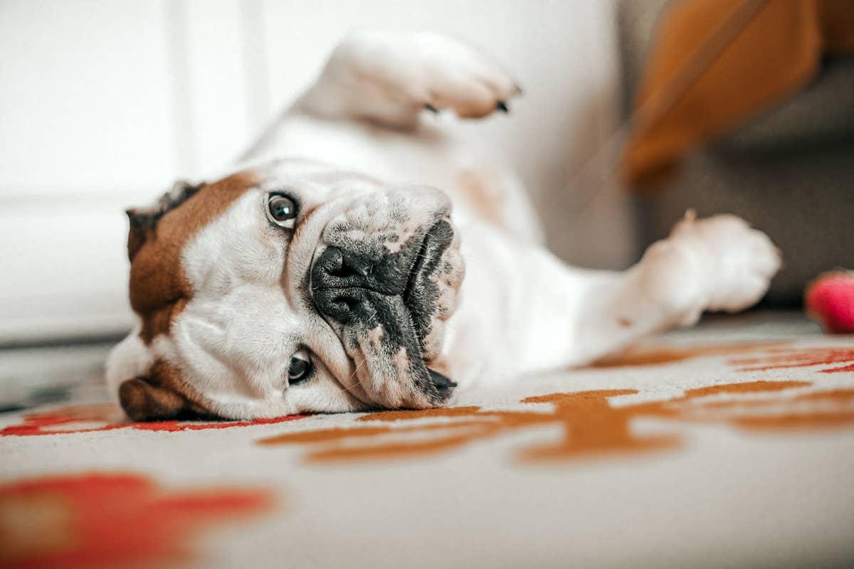  A calm companion breed with specific care needs.