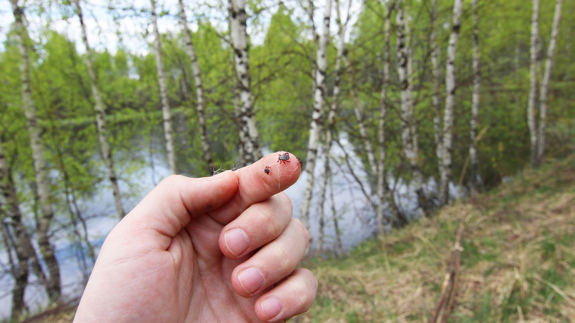 Ticks on the rise in Illinois due to milder winters, scientists say