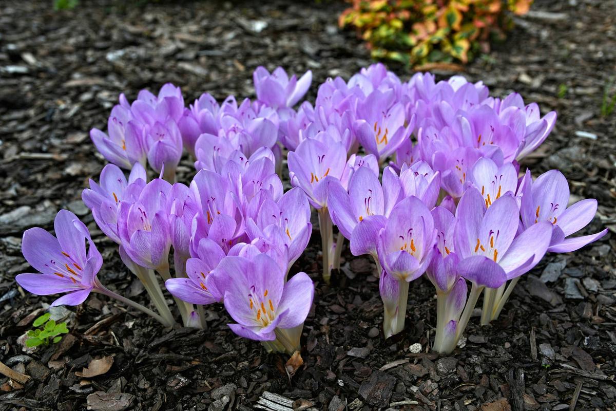  Cluster of autumn crocus.