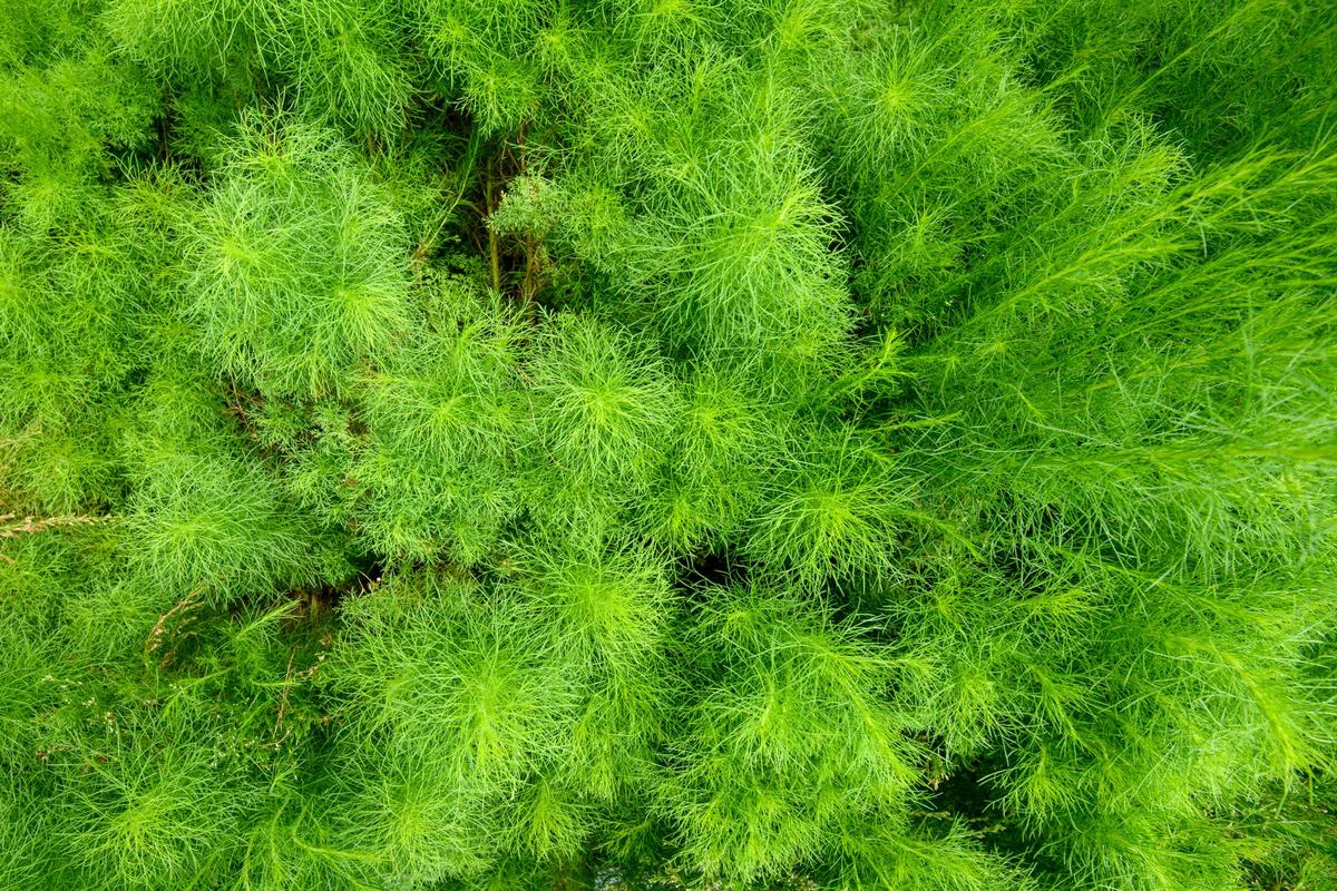  Dill 'Bouquet'.
