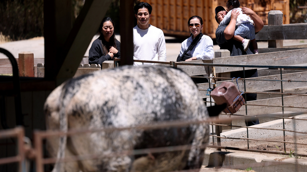 Visitors view cows at the Tilden Little Farm in Berkeley, Calif., on Friday, July 23, 2026. The farm was built in 1955 and features a variety of animals including cows, sheep, goats, pigs, rabbits, chickens and ducks. (Jane Tyska/Bay Area News Group)