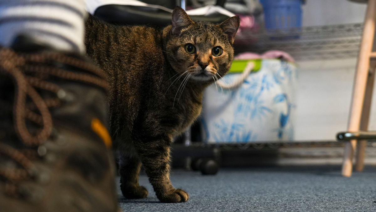 For the Love of Paws has been growing since its inception in 2013. The animal shelter that started as a commemoration of owner Ted Pankiewicz Jr.’s late wife, Jessica Pankiewicz, first expanded in 2014 with a meals-on-wheels program. The animal food pantry program grew to provide between 10,000 and 15,000 pounds of pet food monthly to 16 different food banks across Indian River County.