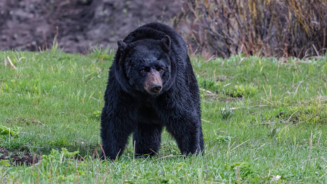 Woman Fat-Shames an Injured Bear, and the Comments Are Comedy Gold 
