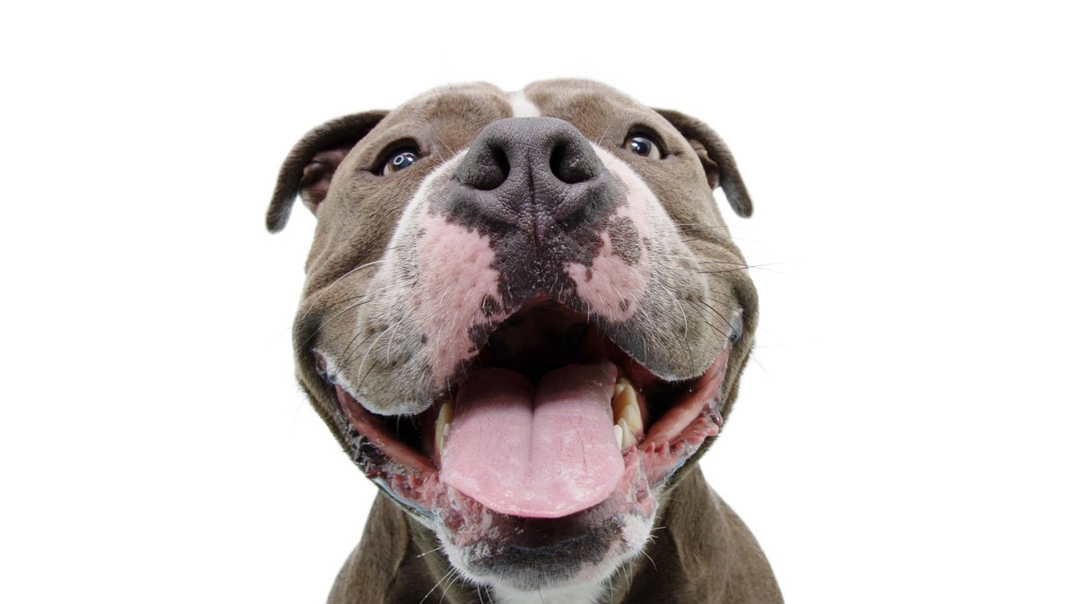 A happy American Bully plays with a tennis ball in the yard. 